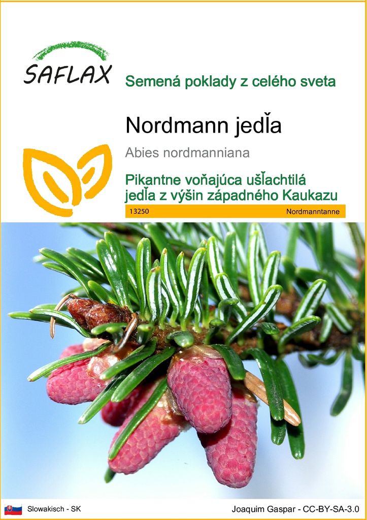 SAFLAX - Nordmann jedľa - Abies nordmanniana - 20 Semená Obrázok produktu 