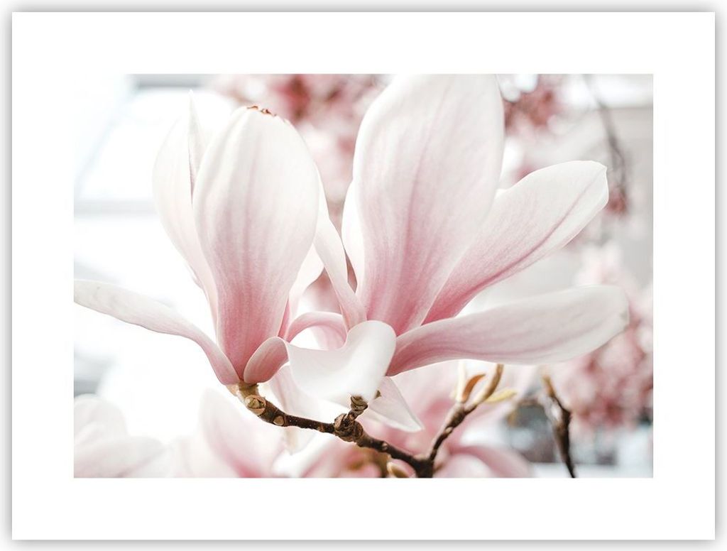 Poster - Poster ohne Rahmen - Zweig Magnolie Blume - 40x30 cm - Wand Bild - Wanddeko - Wandbilder - Kunstposter - Wandposter - Bilder - Kunstdruck ...
