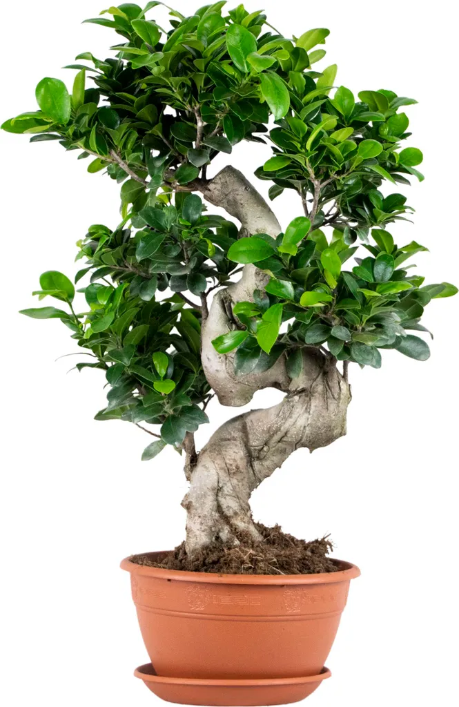 Bloomique Ficus Ginseng en S - Bonsaï d'intérieur Dépolluant - 70 cm