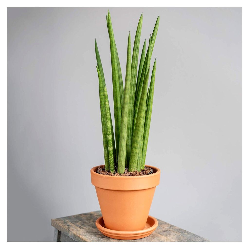 Sansevieria Cylindrica afrikanischer Speer getopfte Zimmerpflanze 30-40cm mit Topf