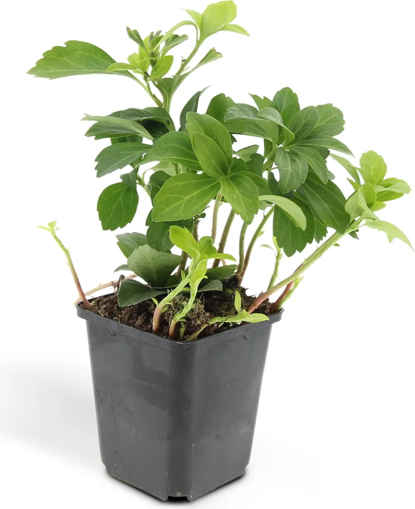 Pachysandra Green Carpet persistant et rustique - Lot 12 plantes couvre-sol