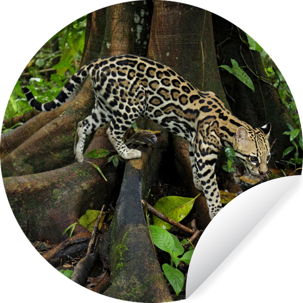 MuchoWow Runde Wandtattoo - Wandsticker Tapete Aufkleber Ozelot im Dschungel von Costa Rica Ø 100 cm Selbstklebend und Repositionierbar - Wandau...