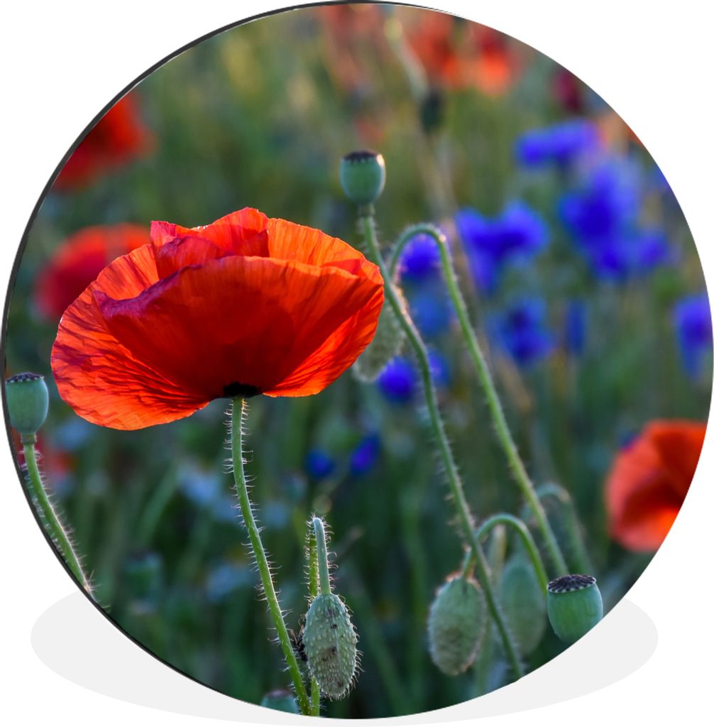 MuchoWow Aluminium Wandkreis Bunte Mohnblumen in den Niederlanden Ø 90 cm Wanddeko Modern Wohnzimmer - Mauerkreis - Wandbilder - Runde Bild - Bi...