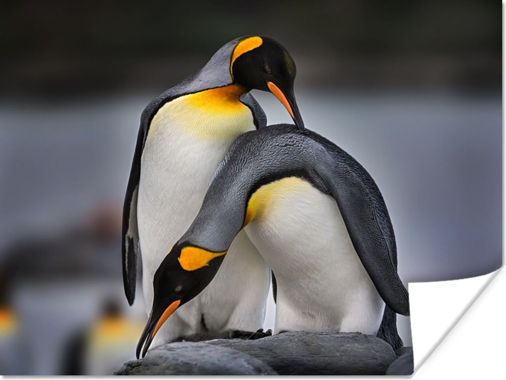 MuchoWow Poster Geliebte Pinguine 160x120 cm - Foto Plakat
