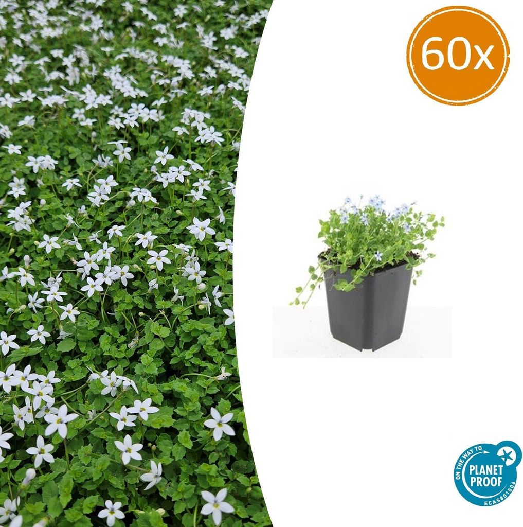 Bodendecker - Weisser Bubikopf - Scheinlobelie - Isotoma fluviatilis 'Alba' - 9cm Topf - Set mit 60 Pflanzen
