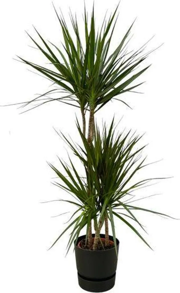 Plante verte pour bureau Dracaena Marginata 120 cm avec pot noir chic