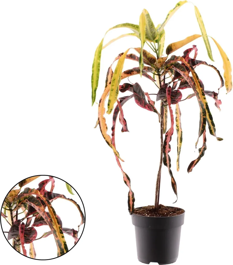 Aménagez votre Jardin d'Hiver avec un Croton Dreadlock Exotique de 70cm de Haut