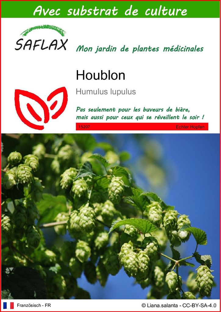 SAFLAX  - Houblon - 50 graines - Avec substrat - Humulus Image du produit 