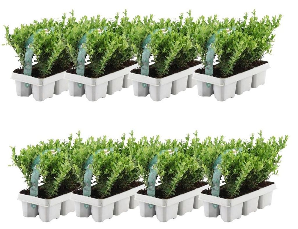 Plants by Frank | 48 Stechpalme Pflanzen | Ilex Crenata Produktbild 