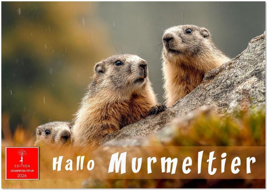 Hallo Murmeltier (Wandkalender 2026 DIN A3 quer), CALVENDO Monatskalender