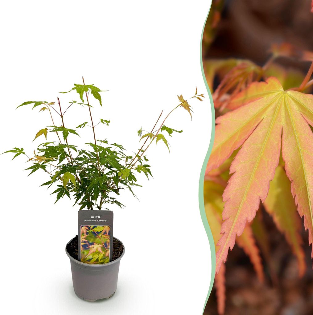 GreenboutiQ - Gartenpflanze - Acer palmatum Katsura - Orange - 1 Pflanze - Laubabwerfend - Wenig Pflege - Topf 12cm Höhe 35cm