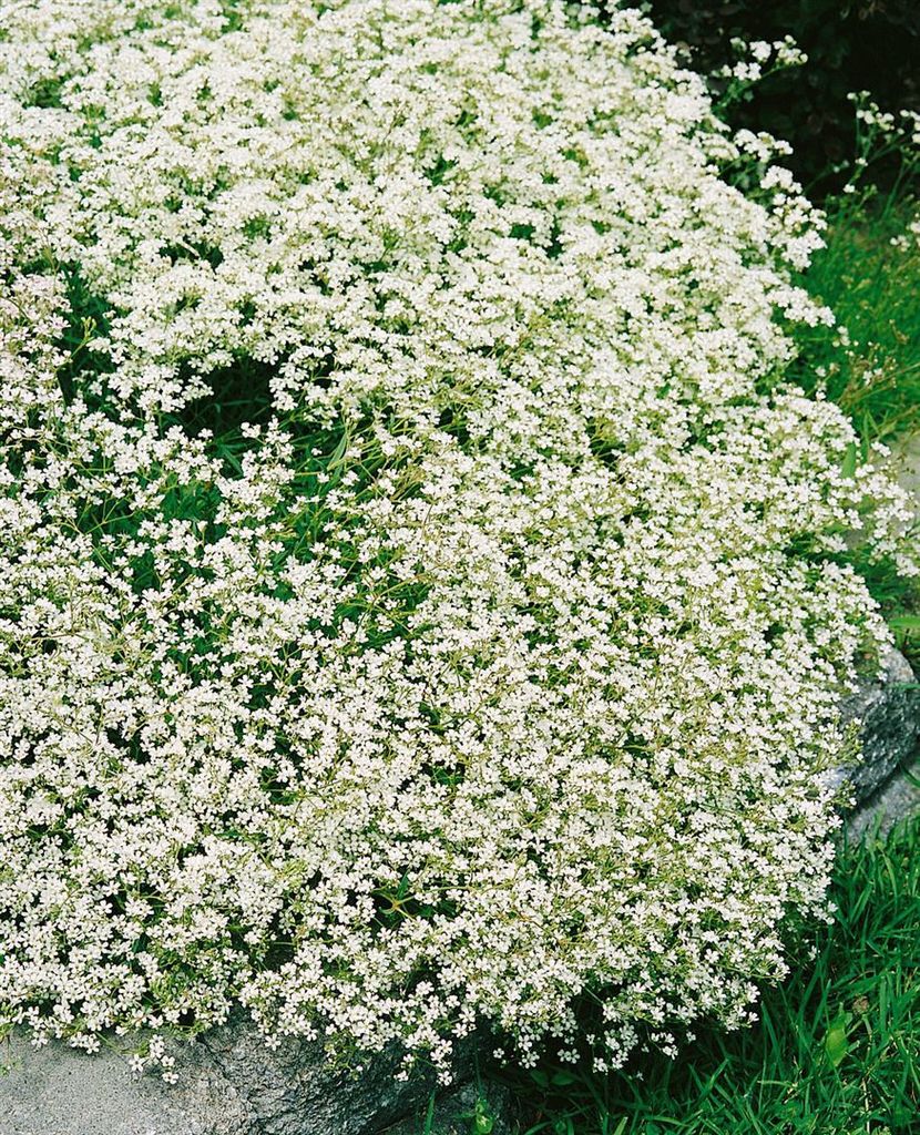 Gypsophila fastigiata 'Silverstar', Schleierkraut, silbrig, 2 Liter Container