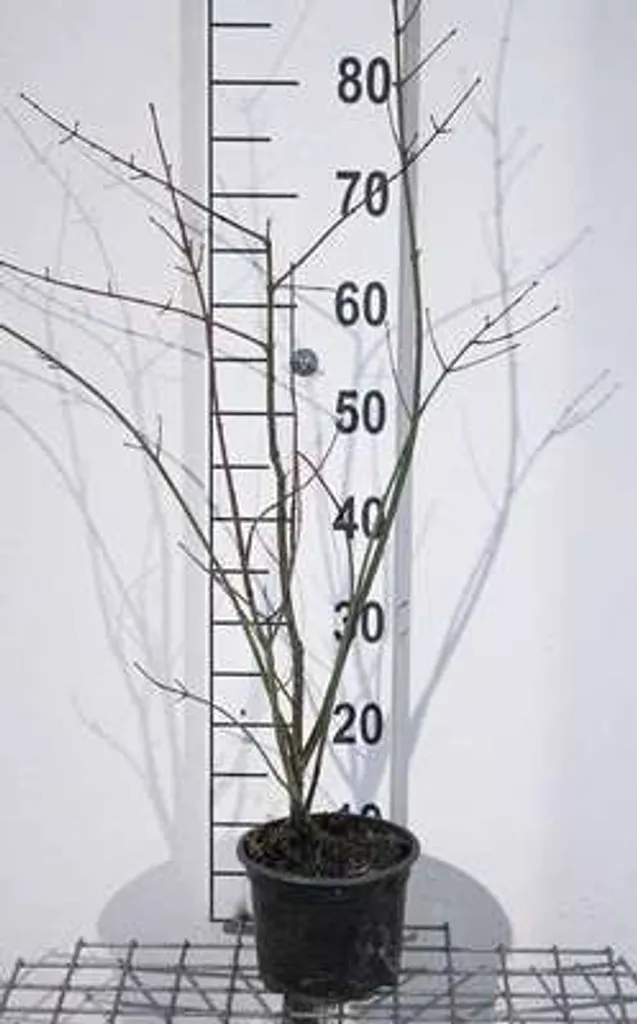 Euonymus europaeus - Idéal pour haie champêtre et jardin naturel 60 cm