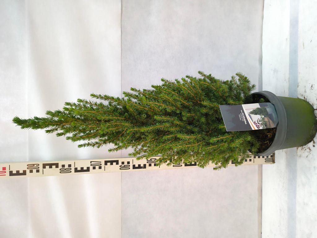 Picea glauca 'Perfecta' 90–110 cm Zuckerhutfichte immergrün winterhart