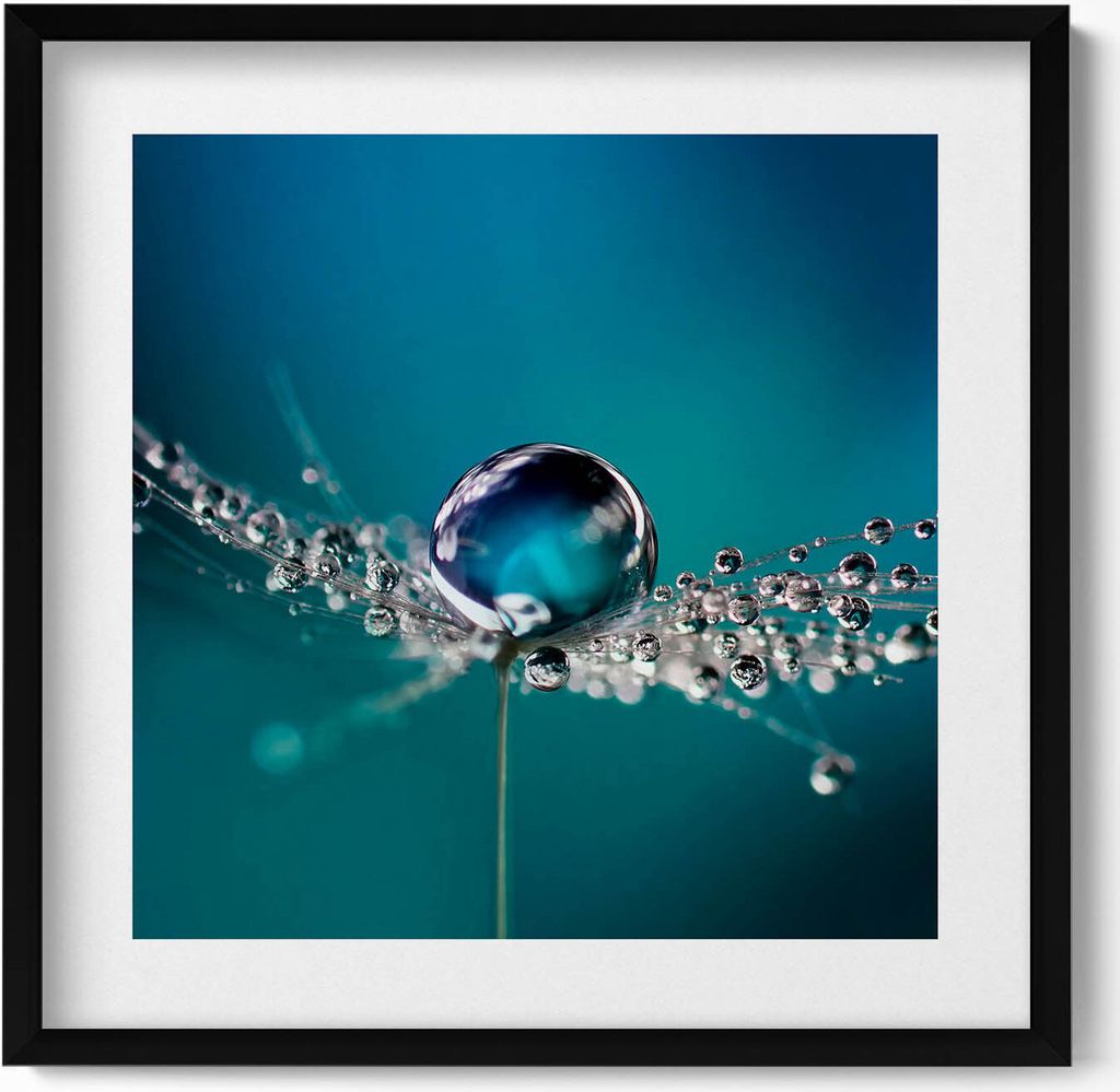 Ein Tautropfen auf einer Schmeißfliege– Wandbild mit Rahmen – Gerahmtes Bild – Wanddekoration – 50x50 cm – Schwarz Rahmen