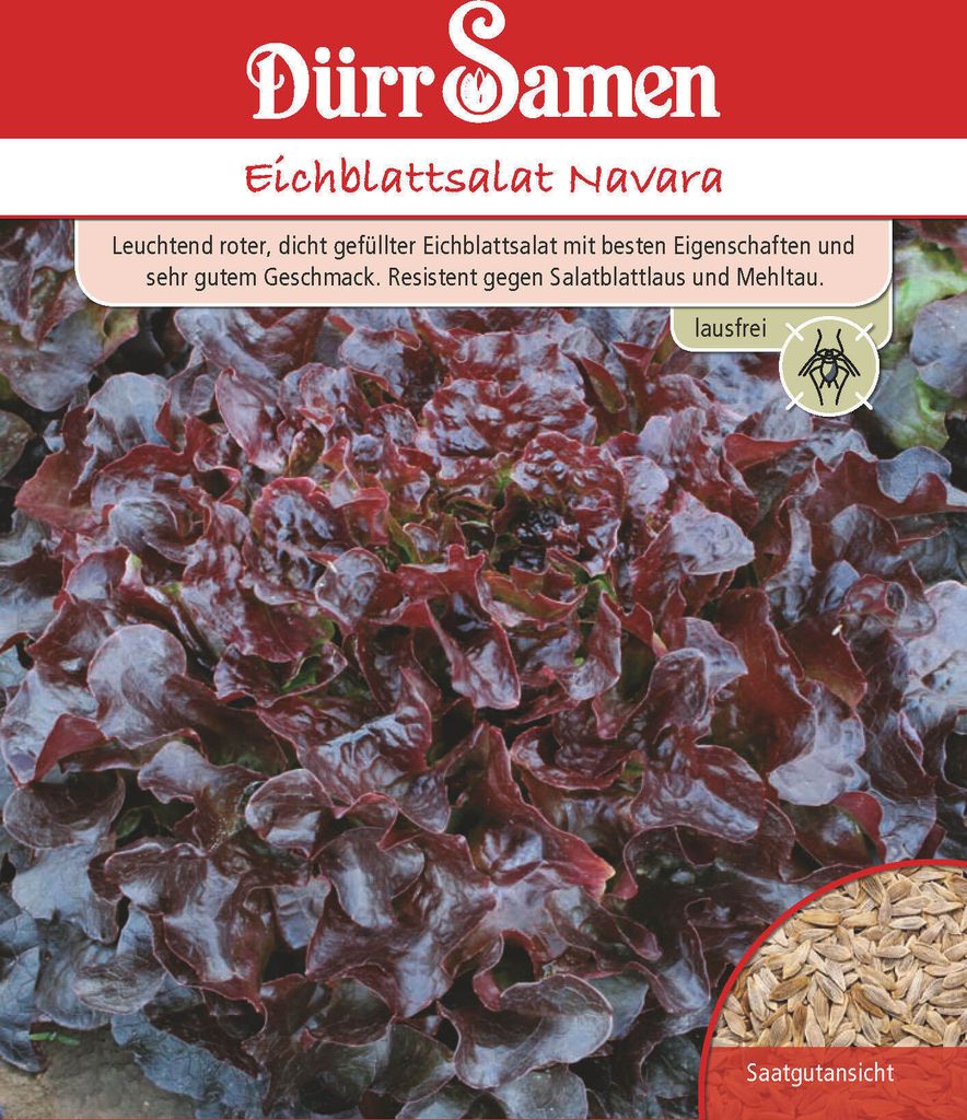 Eichblattsalat Navara | Eichblattsalatsamen von Dürr Samen Produktbild 