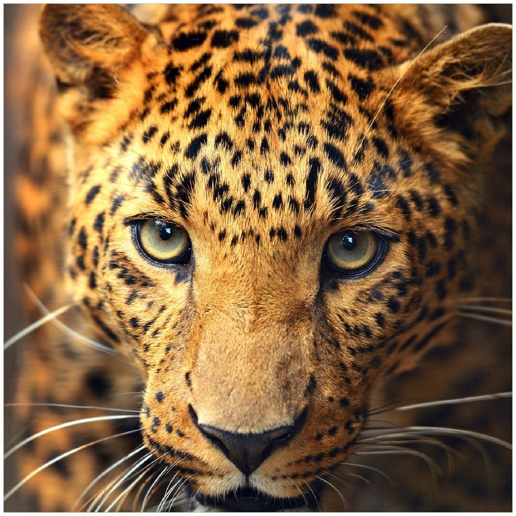 Wallario Premium Glasbild, freischwebende Optik, kräftige Farben, Größe 30 x 30 cm Motiv Leopard in Nahaufnahme beim Laufen