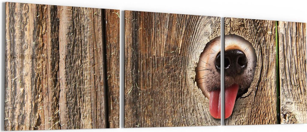 DEQORI Glasbilder Acryl 3x50x50 cm 'Neugierige Hundeschnauze' Wandbilder XXL groß