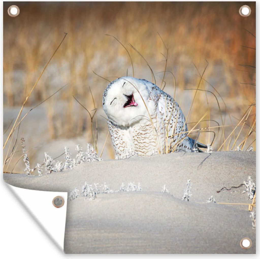 MuchoWow 50x50 cm Outdoor-Poster Gartendeko Sichtschutz Garten Poster für den Garten Eule - Schnee - Düne