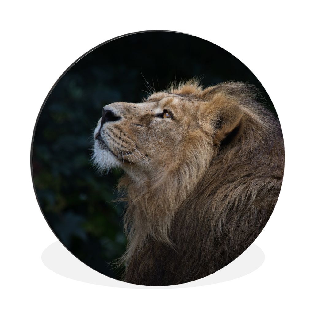 MuchoWow Aluminium Wandkreis Löwe - Schwarz - Dschungel Ø 60 cm Wanddeko Modern Wohnzimmer - Wand Kreis - Wandbild - Schlafzimmer - Aluminium B...