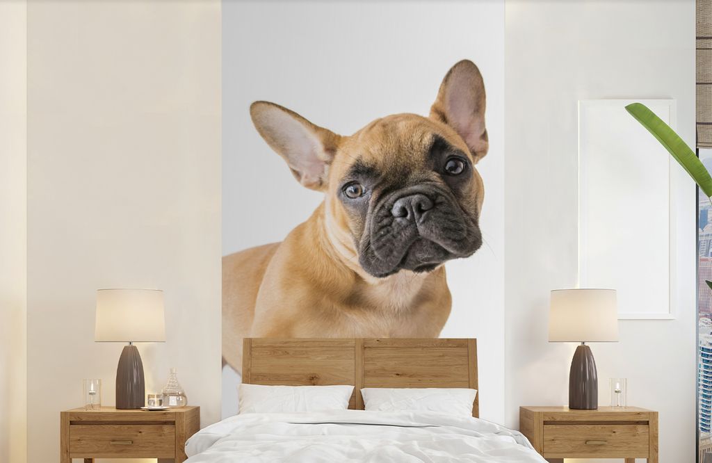 MuchoWow Fototapete für Wohnzimmer oder Schlafzimmer Wandtapete Vinyl Motivtapete Französische Bulldogge - Braun - Weiß - 120x240 cm - Hinterg...