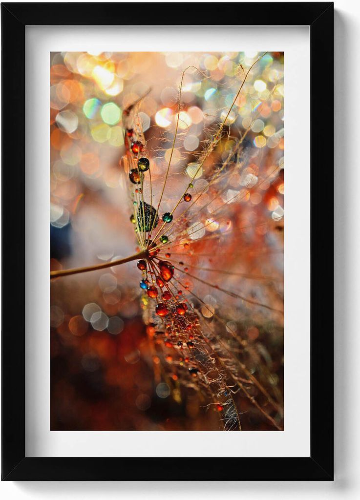 Löwenzahn und Tau– Wandbild mit Rahmen – Gerahmtes Bild – Wanddekoration – 20x30 cm – Schwarz