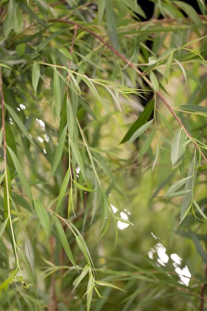 Salix alba 'Tristis', Trauerweide, gelbgrün, 100–150 cm Produktbild 