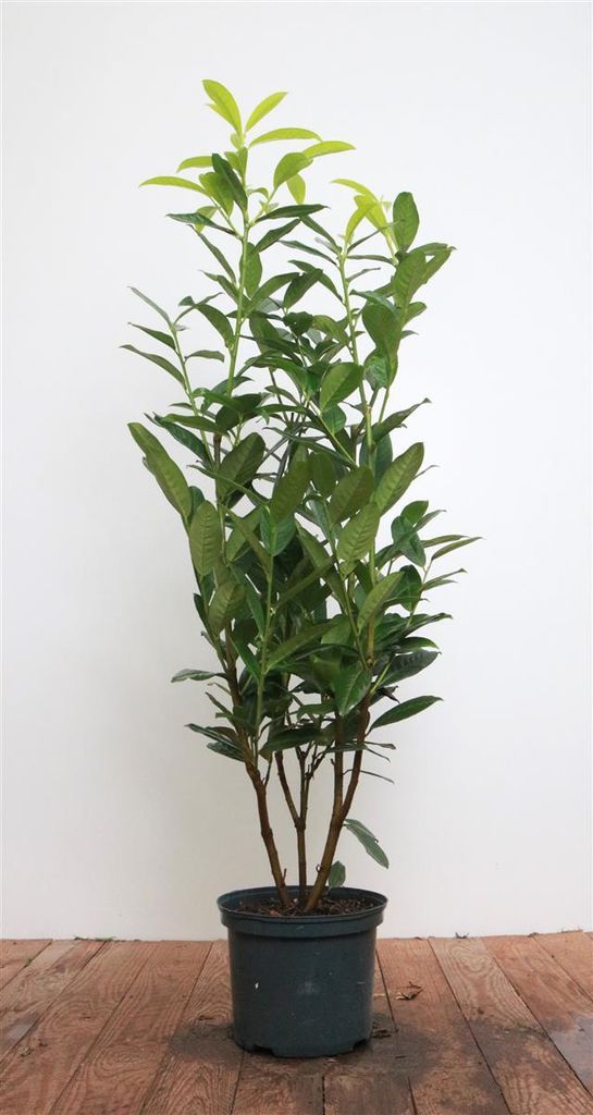 Prunus laurocerasus 'Genolia', Kirschlorbeer, immergrün, 60–80 cm