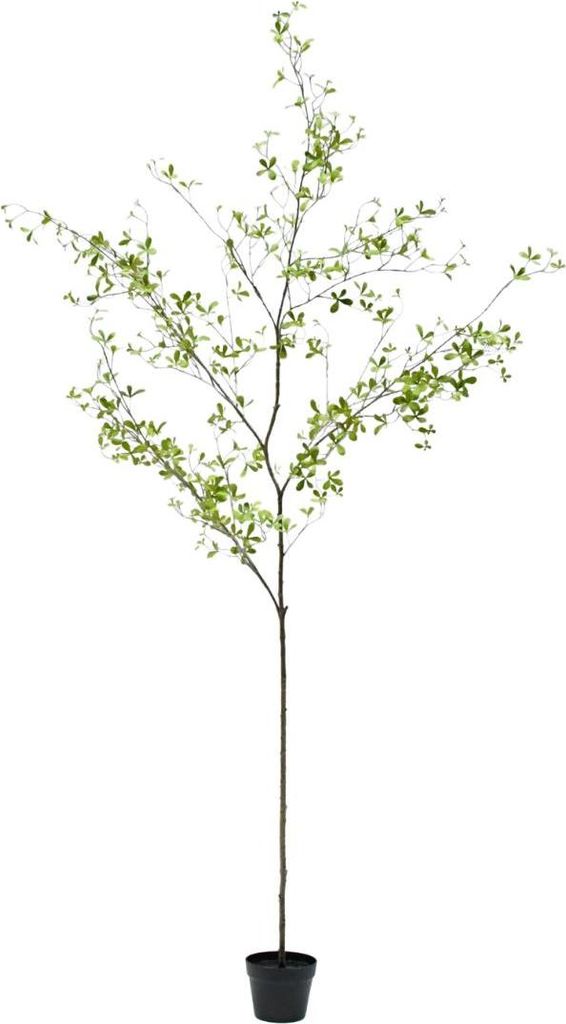 Silk-ka künstliche Zimmerpflanze Bucida Grün 220 cm