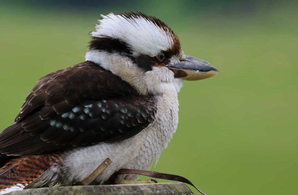 hansepuzzle 36464 - Kookaburra Puzzle, 500 Teile, Tierwelt, 46,0 x 30,0cm mit hochwertiger Aufbewahrung, Kartonbox und wiederverschließbarem Beutel