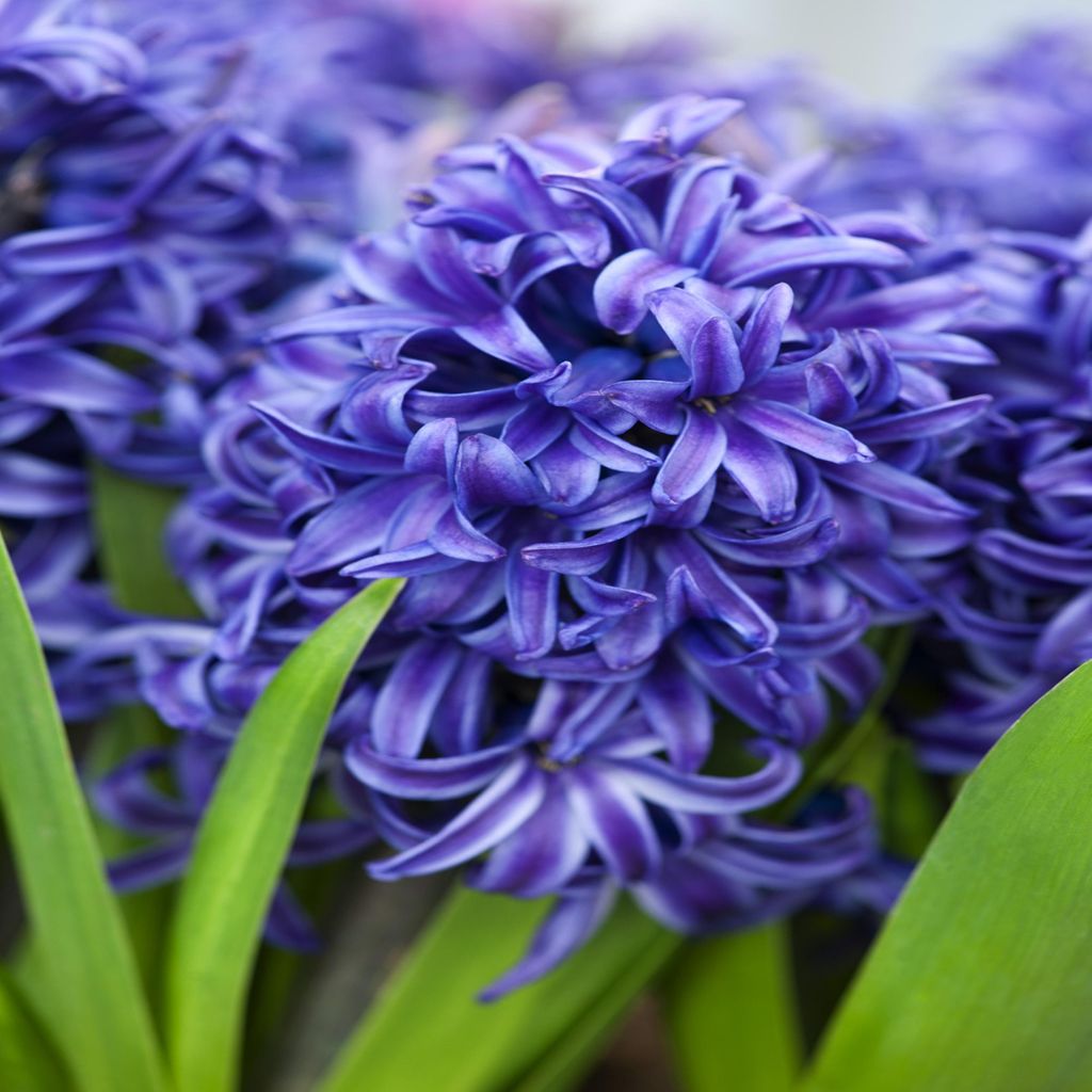 Hyacint Kvetinové cibuľky Cibuľky Kvety Hyacinthus Blue Obrázok produktu 