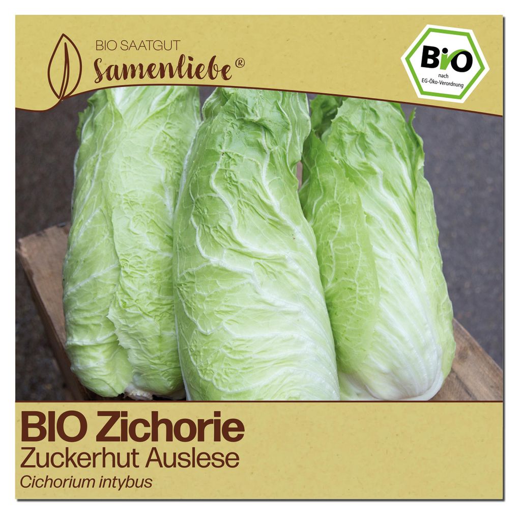 Samenliebe Zichorie Samen | Zuckerhut Auslese - winterhart & gro -  samenfestes Saatgut
