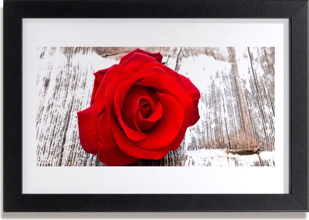 Bild 30x20 MDF-Rahmen Wandkunst Rose Blume Pflanze Natur