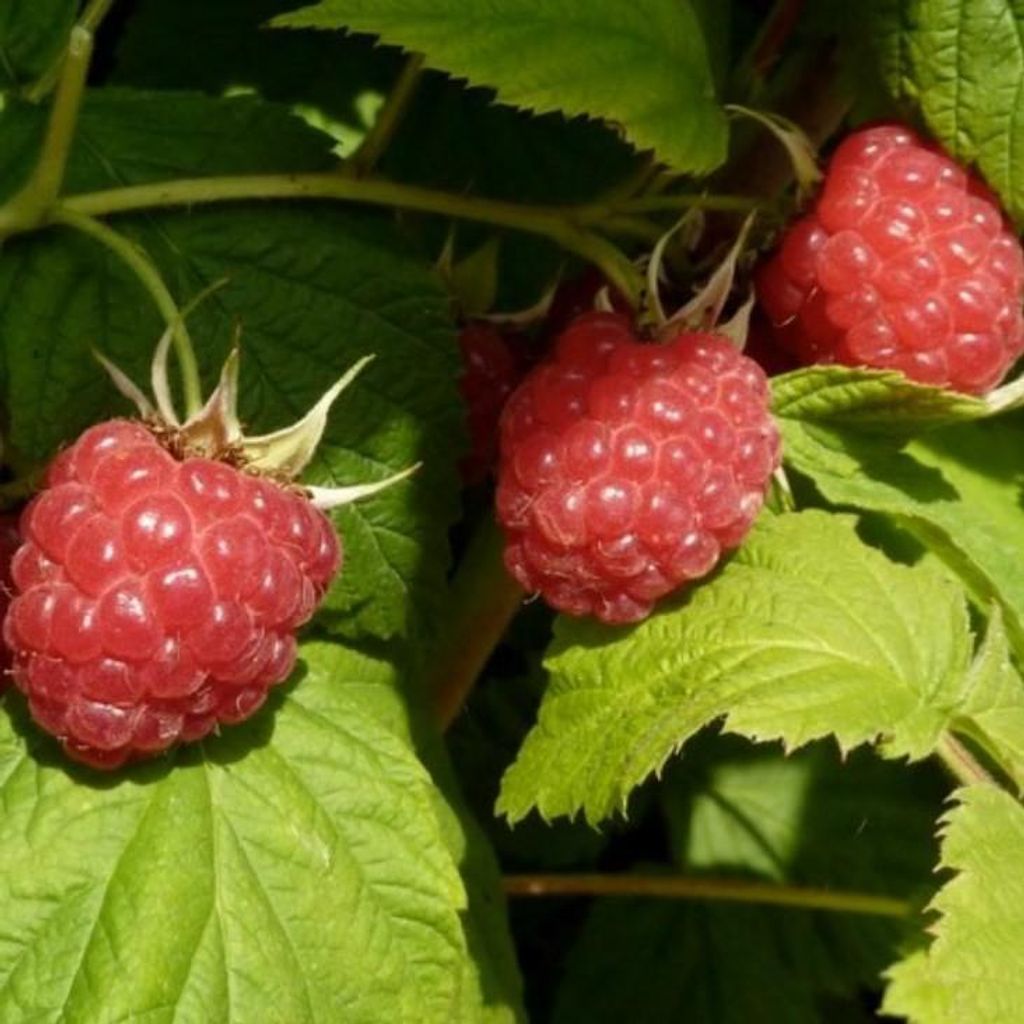 Himbeere Meeker sommertragende besonders aromastark und Produktbild 