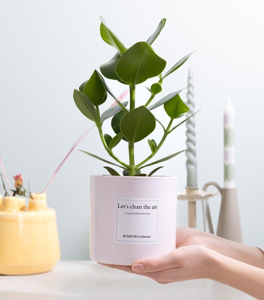 Clusia Rosea mit Grußkarte – Ø12cm 30cm – Luftreinigende Zimmerpflanze mit glänzenden Blättern – Pflegeleicht & modern – Natürliche...