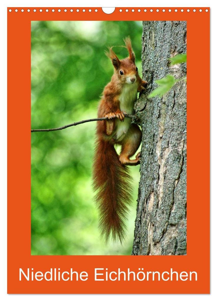 Niedliche Eichhörnchen (Wandkalender 2027 DIN A3 hoch), CALVENDO Monatskalender