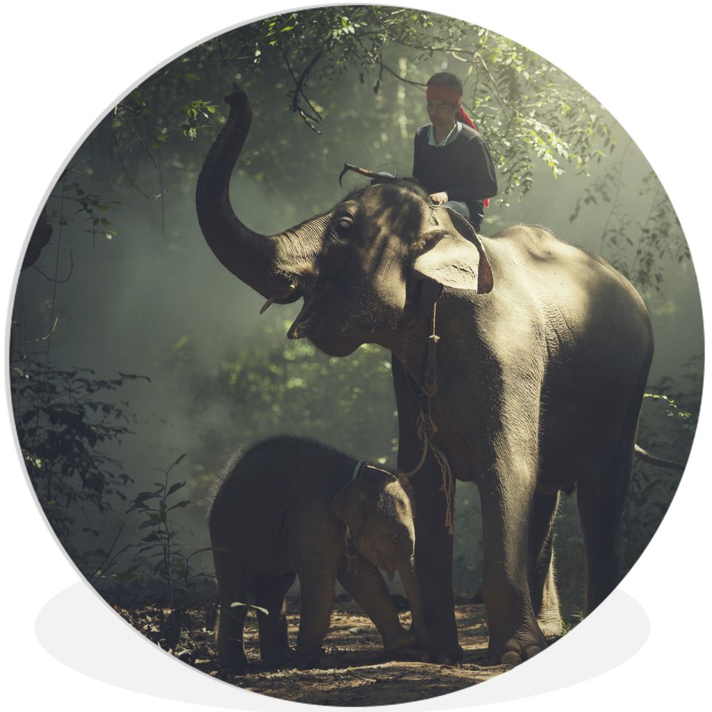 MuchoWow Rundes Wandbild - Runde Bilder Elefant - Wald - Bäume - Tiere - Trainer Ø 90 cm Kreis Wanddekoration Kunststoff - Wandkreis - Wandschm...