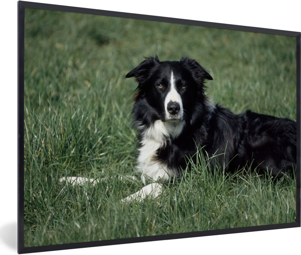 MuchoWow® Gerahmtes Poster Border Collie liegt im hohen Produktbild 