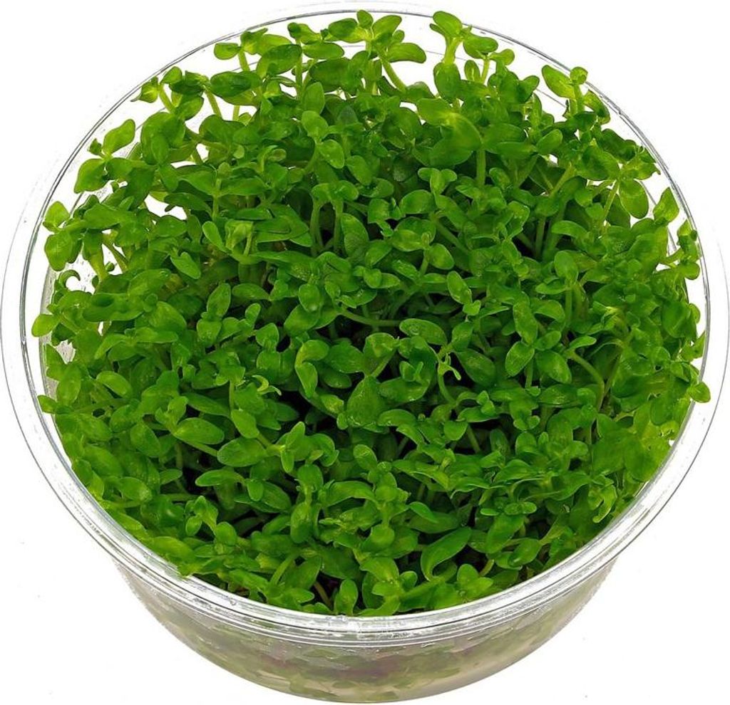 Eco Plant - Bacopa Monnieri- InVitro kleiner Becher Eco Plant
