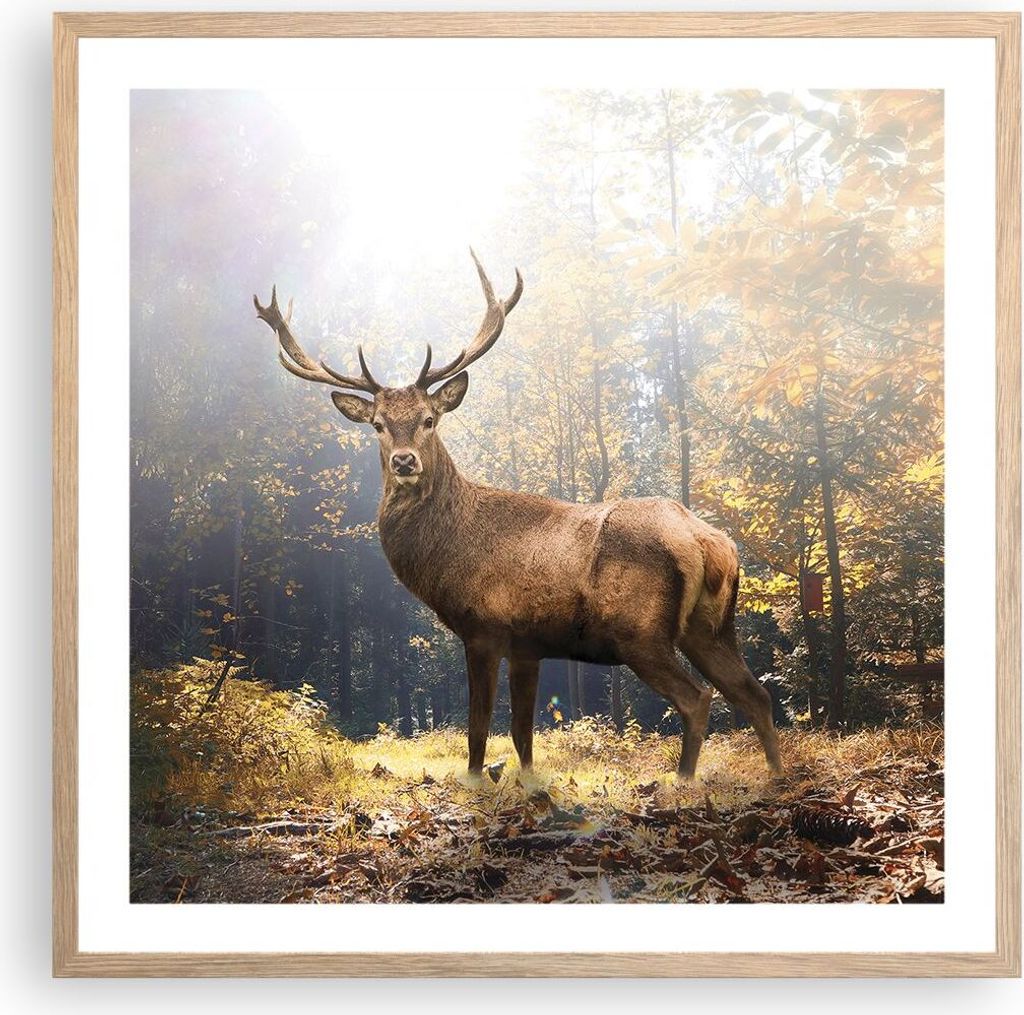 Gerahmtes Poster - Rahmen in heller Eiche - Licht Hirsch Wald - 60x60 cm - Wand Bild - Wanddeko - Wandbilder - Kunstposter - Wandposter - Bilderrah...