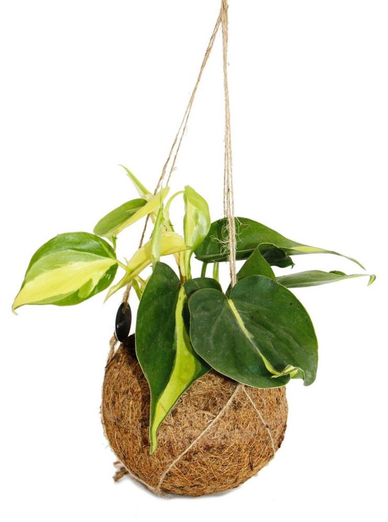 Kokodama Philodendron scandens Brasil im Kokodama-Gefäß zum Hängen zweifarbiger Baumfreund ca. 13cm