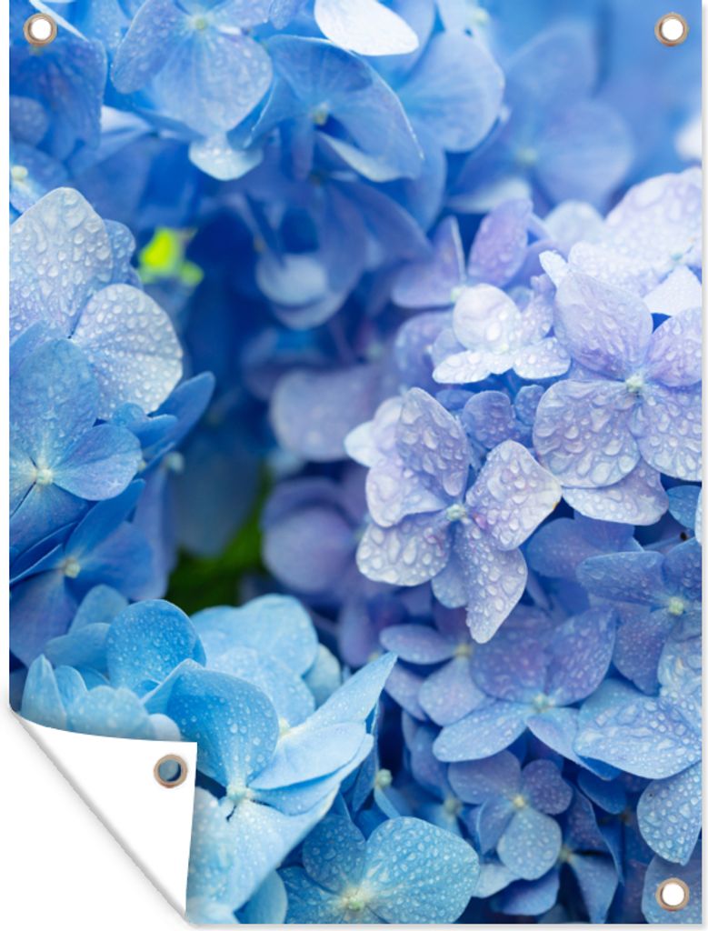 MuchoWow 30x40 cm Outdoor-Poster Gartendeko Sichtschutz Garten Poster für den Garten Hortensie - Wassertropfen - Floral - Botanisch - Blau