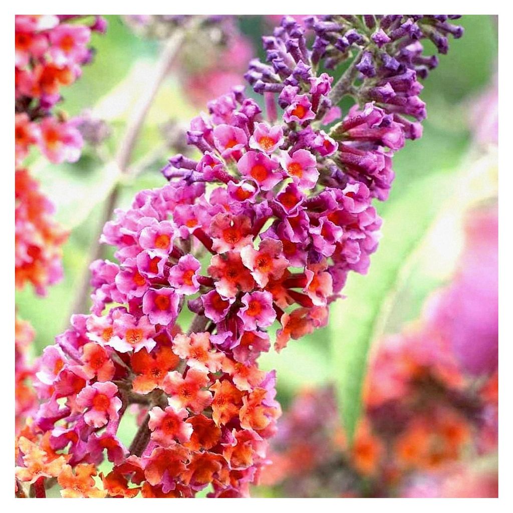 Schmetterlingsflieder 'Flower Power' - Winterharte Buddleia im 17 cm Topf - Immergrüne Pflanzen