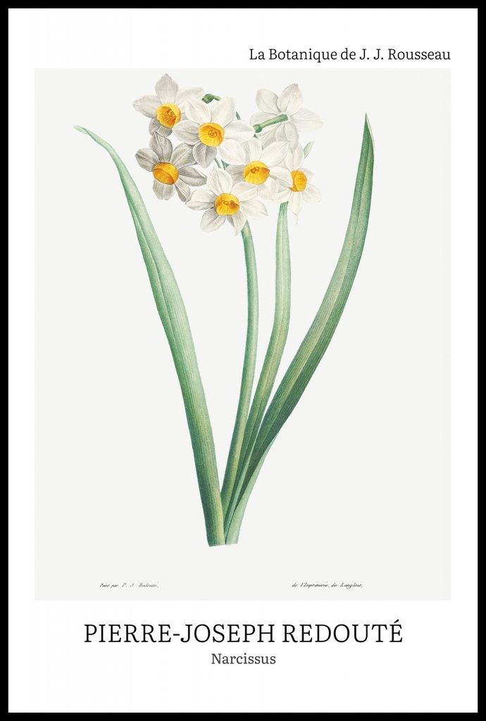 Plakat 61x91,5cm Design Narcissus, Redoute Vintage für das Wohnzimmer