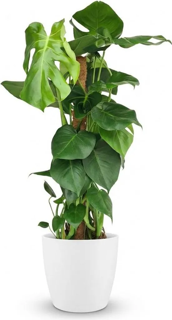 florida beauty philodendron Philodendron Florida Beauty (5/6 Leaves) 