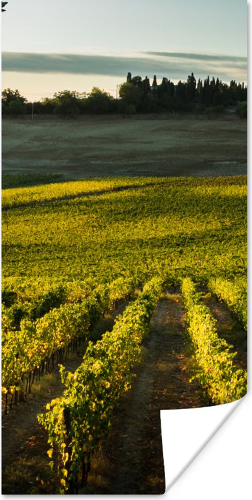 MuchoWow Poster Toskana - Landschaft - Wein 20x40 cm - Plakat - Foto