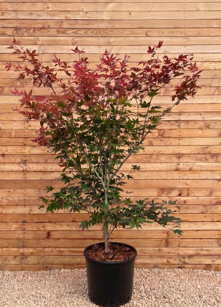 Roter Fächerahorn Atropurpureum 80-100 cm, im Topf - Acer Produktbild 