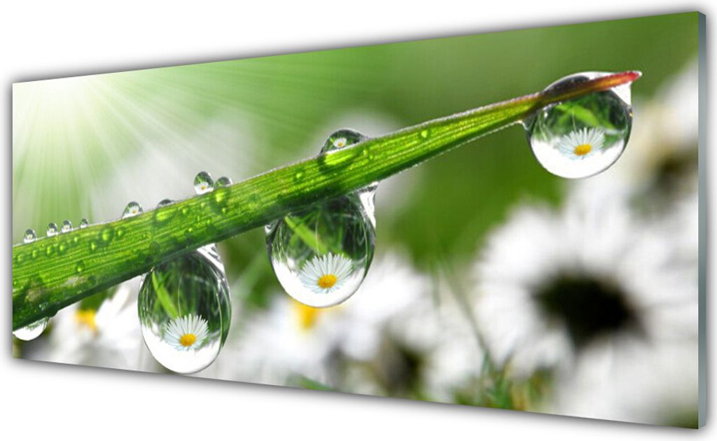 Acrylglasbilder 125x50 Wandbild Druck Gras Tautropfen Natur