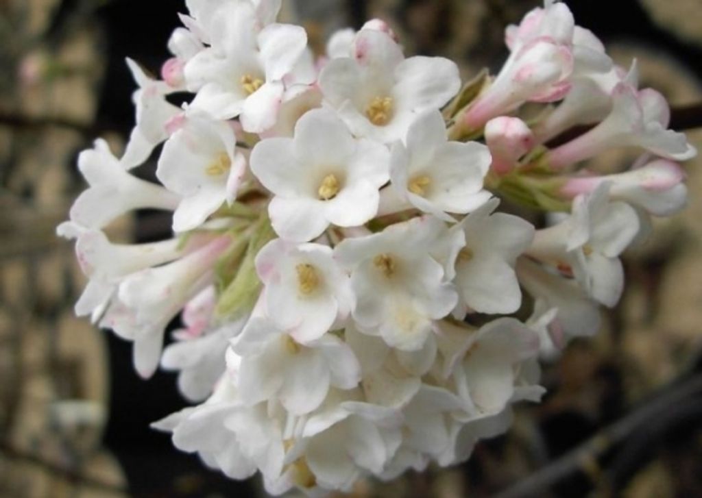 Winterschneeball Deben - Duftschneeball - Viburnum bodnantense - Winterblüher (40-60)