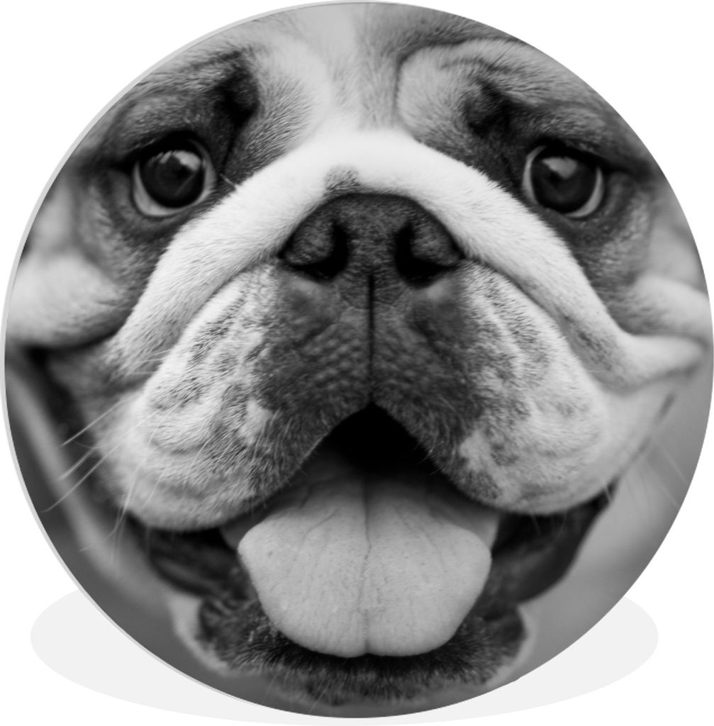 MuchoWow Rundes Wandbild - Runde Bilder Tierprofil Bulldogge in schwarz und weiß Ø 60 cm Kreis Wanddekoration Kunststoff - Wandkreis - Wandschm...